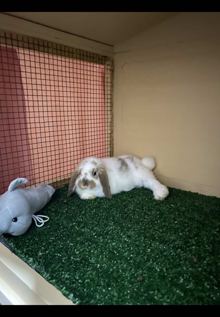 que trabajen nuestras humanas 💅🐰🐰 #minilop #conejosminilop #conejostiktok #bunnies #bunniesoftiktok #bunnies🐰 #bunniegirl #fyp #paratii #foryoupage #foryou #xybca 