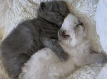 жанулька - кис-кис #жанулька #рекомендации #щп #песни #вайб #котики 