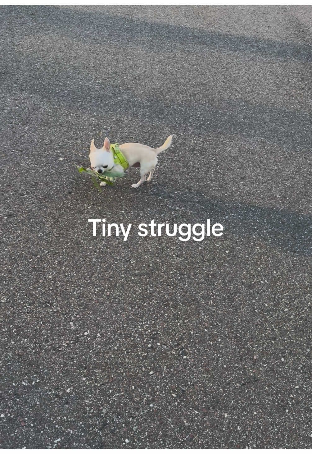 Sticks are overrated. Leaves are life. #chihuahua #chihuahuastiktok #puppy #foreverpuppy #smalldog #dog #pocketking #baby #problem #problemsolved 