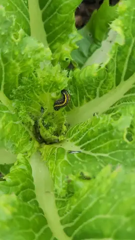 Looking for a natural and effective way to get rid of caterpillars eating your plants? Try this powerful mix of chili, garlic, and biodegradable soap. It works wonders without harming your crops! #organicgardening #gardeningtips #caterpillar #naturalpesticide #homegarden #diygarden #pestcontrol #sustainablegardening #EcoFriendly #plantcare 