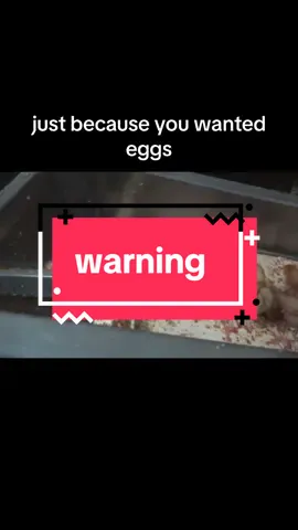 let them live! the roosters raised in the egg industry are crushed or gassed to death, all just because they can't lay eggs.