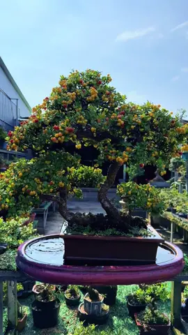 Vườn chiều😍