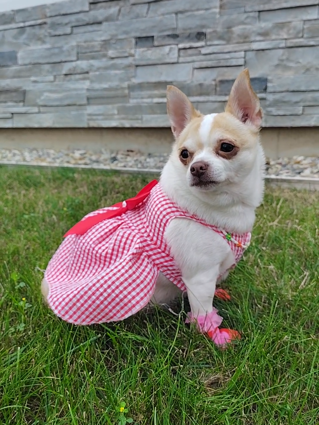 Can't believe summer is almost over!!! #Chihuahualovers #Chihuahua 