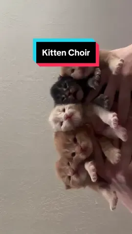 They harmonized at the end 😂 #kittens #asmr #meow #catsounds #cute #meowing #mainecoonkitten 