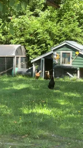 #poulet #queen #potins 😂 🐓