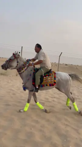 Horse prince #fun #horseriding #horselover #enjoy #foryoupageofficiall #dubai🇦🇪 #cinema @Sania Mirza realofficial @Indian Girl Ria 👑 