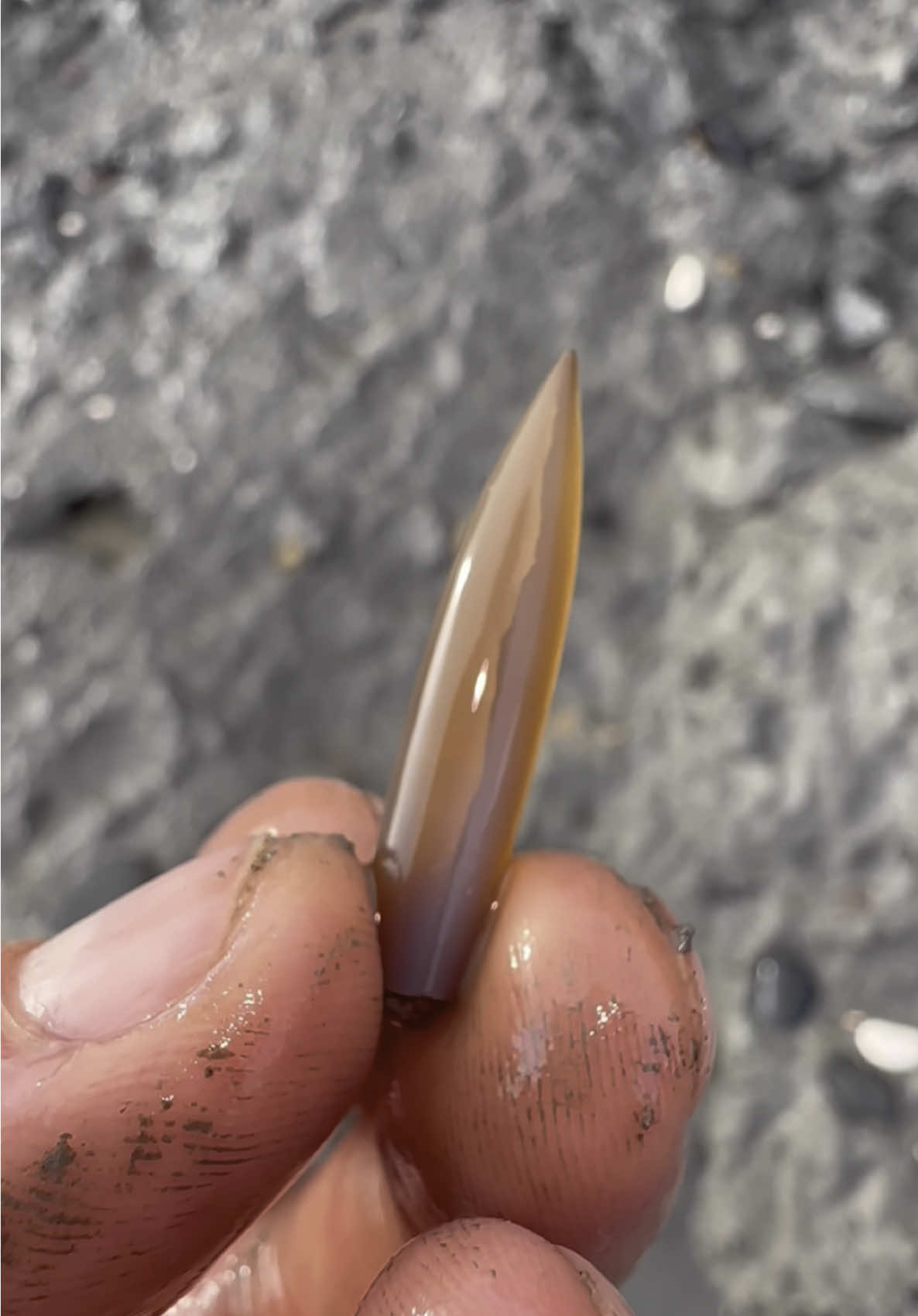We found this hidden under a huge boulder! 🏝️ This must have been buried by the boulder many tides ago 🌊 Hopefully we make another exciting find like like this one soon! 🌅🏝 Thanks for supporting our page! 🐊 #natural #nature #fossil #fossils #ancient #animals #art #ammonite #ammonites #dinosaur #scientist  #minerals #paleontology #whitby #geologist #dorset #geology #charmouth #jurassic #yorkshire #fyp