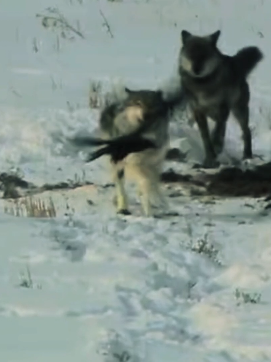 life cycle #wolves #wolfpack #wildlife #animals #runboyrun 