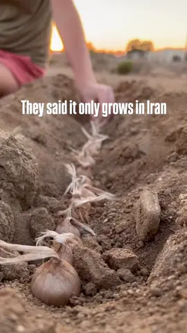 They said saffron only grows in Iran… Guess they’ve never seen our backyard.”🇺🇸🌱 This flower blooms once a year… and produces the world’s most expensive spice. 💰🌸 We’re proving them wrong — one garden at a time. Only ships once a year. Don’t miss it.