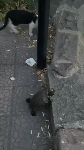 help (merak edenler için orası bir gölet, düştükten sonra düzeltip suya bıraktık🫶🏻)