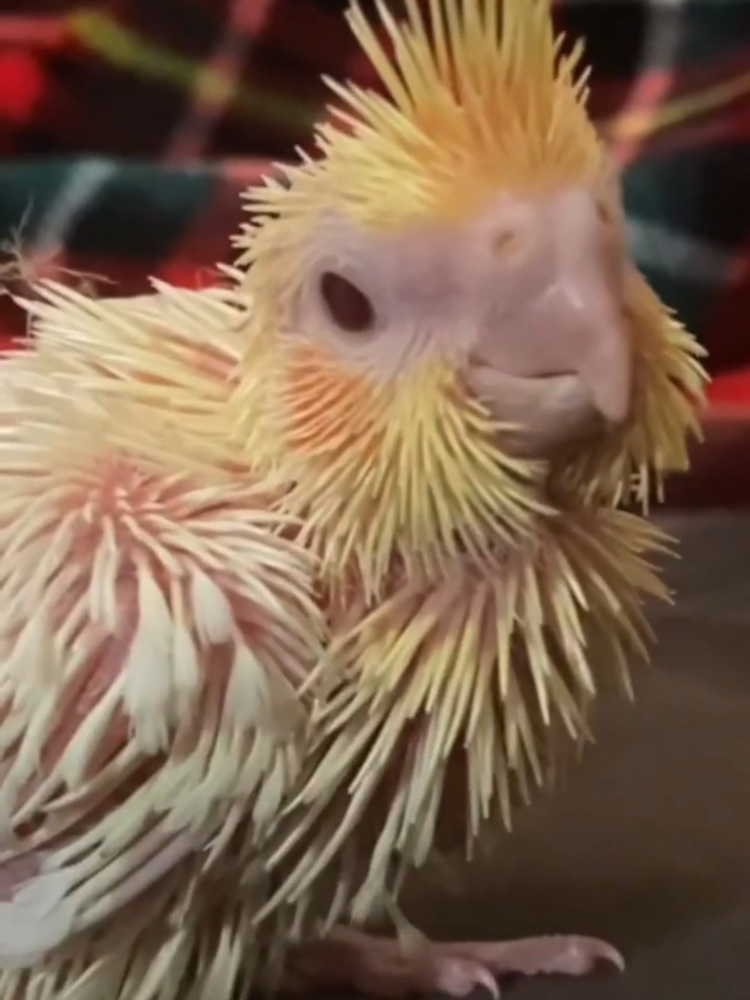 Rechazado Por Mamá, Criado Con Amor! ❤️🐥 #HistoriaTierna #Animales #AmorAnimal #RescateAnimal #Curiosidades #ContenidoViral #ParaTi #TikTokViral #Ternura #Mascotas