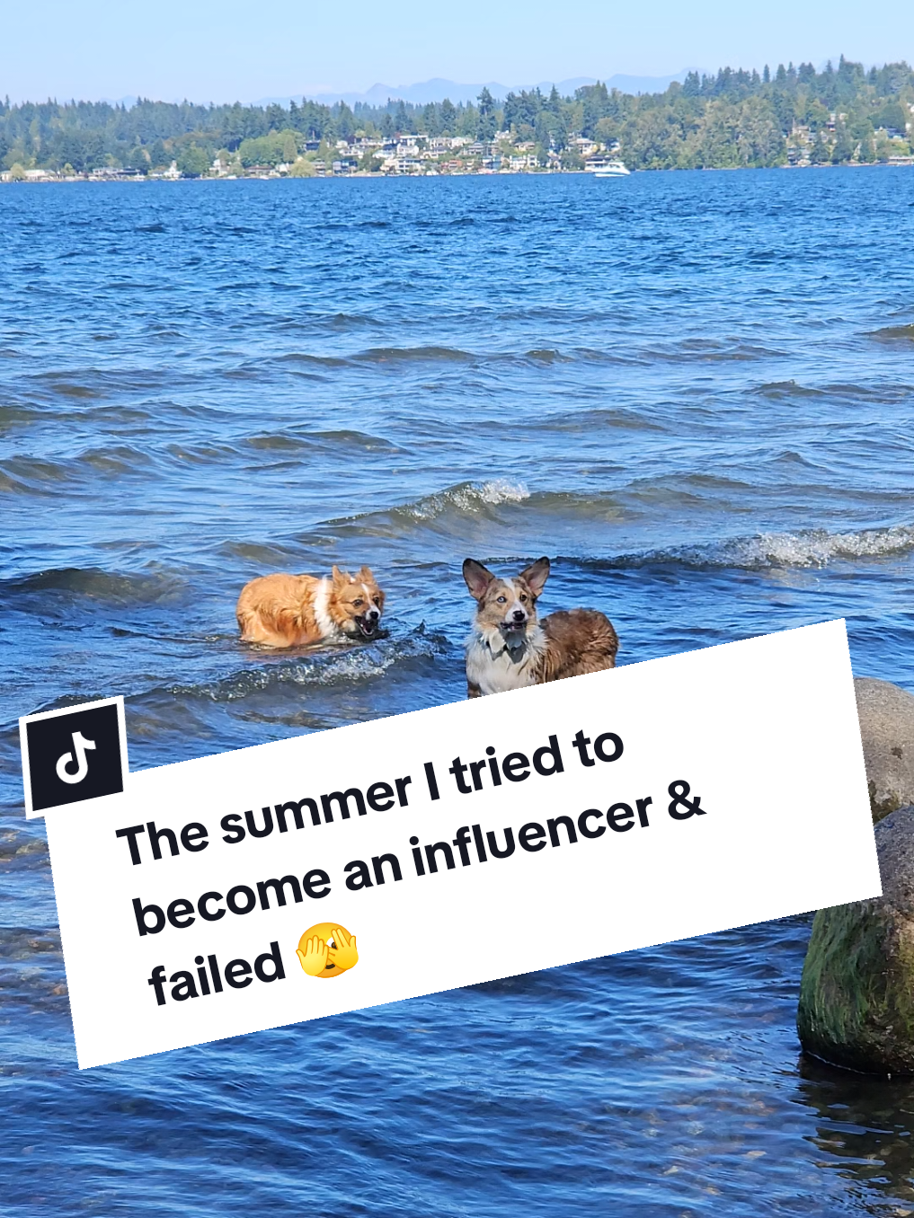 lol looks like I'm not quitting my day job anytime soon 😔  #microinfluencer #corgi #corgisoftiktok #dogsoftiktok  #thesummeriturnedpretty #fyp