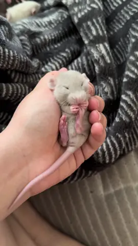 the cutest little baby in the world ♥️ #rat #fyp #foryoupage #cute #lasvegas #sweet #pets 