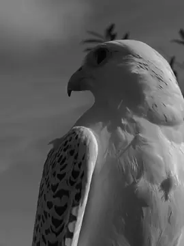 beshak. 💯🦅.           #foryou #trending #dark0077133 #vairalvideo #capcut #unfreezemyacount #foryoupage 