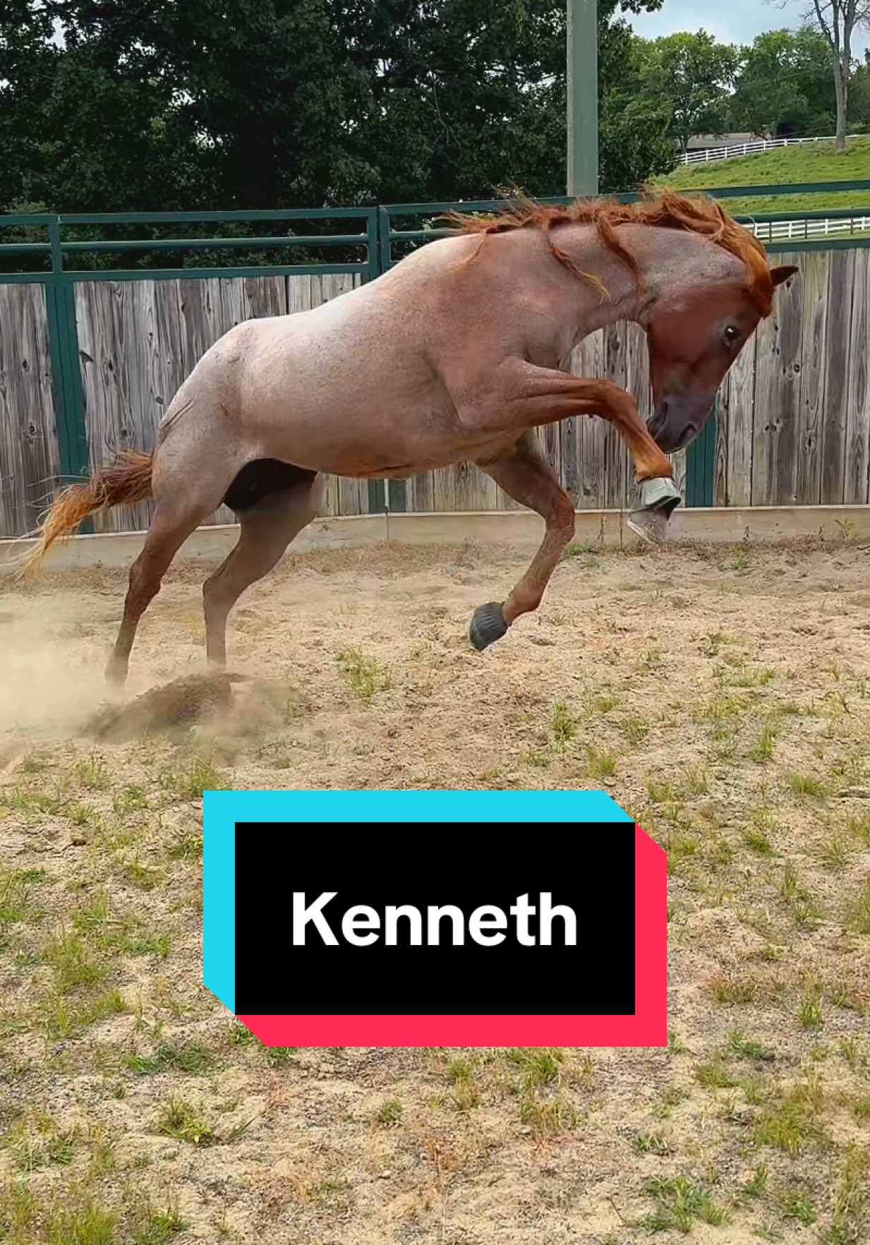 Let’s Lunge Kenneth🐴😂 #broodmare #maresoftiktok #redroan #roanhorse 
