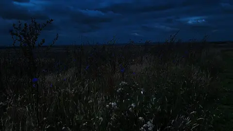 #nature #bluehour #relaxing 