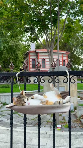 Cat Istanbul 