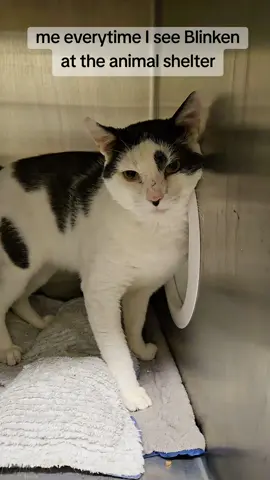 Blinken is struggling to find a patient and loving adopter to accept this loving boy for his medical needs. If you or someone you know is willing to step up to help this affectionate lap #cat have the perfect #Home, meet him #today at the #spca #Westchester in briarcliff manor, #ny  Shelters are at capacity and especially during the slow summers, special needs #cats have an even more difficult time being placed. consider opening your heart and home to one of these #precious #kitties ❤️ 🐱 #meow #adoptme #adoptable #adoptdontshop #catsoftiktok #fyp #perfect #kittycat #catslovers #foryou #trend #Love #baby #nyc #newyork 