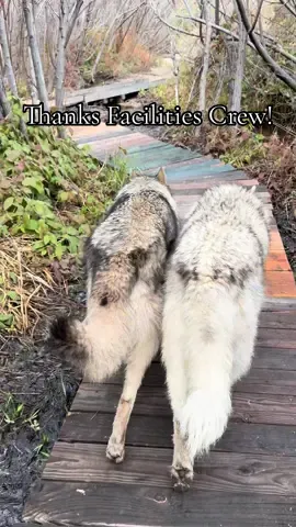 Shoutout to our Facilities Crew for building this amazing boardwalk! 🎉 This section of our forest and creek trails gets a little muddy and slippery. We and the wolves appreciate the stability to continue exploring 🐺 🐾  #wolfconnection #wolfrescue #wolftok #wolfsanctuary #animalsanctuary  