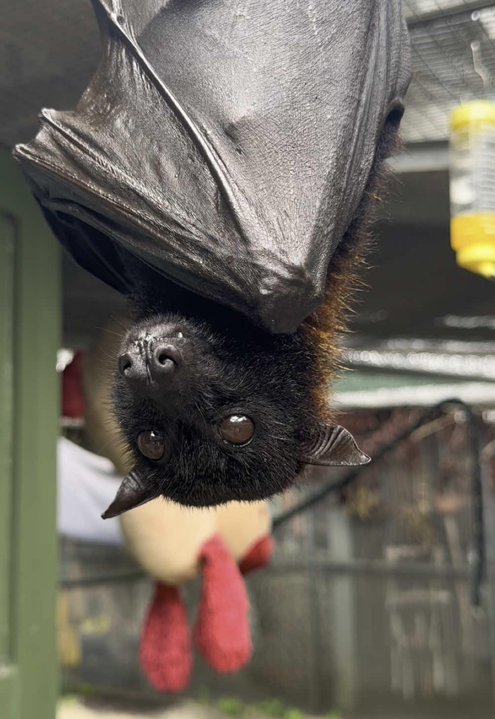 Ears always listening? ✅ Nose always sniffing? ✅ Being a prey animal means always being aware of your surroundings! Malayan Flying Fox, Snook, is taking in the new enrichment this afternoon! 🦇 #cute #fyp #bats #animals #nonprofit 