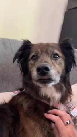 showin off her pearly whites 😁 #fypシ #dogs #dogsoftiktok #muttsoftiktok #dogmomlife 