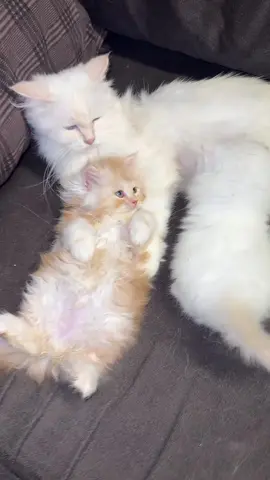 #foryou #viral #foryoupage #cat #fyp 