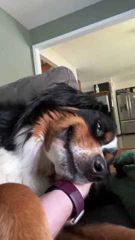 Hand licks and ear scratches are mandatory in this house! #bernesemountaindog #berner #bmd #dogsoftiktok #bernese #evietheberner #cutedog 