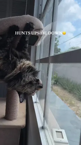 Who needs gravity when you have goals? 🎯   #PetsOfTikTok #cattok #myfurbaby #cathunting #tortoiseshellcat 