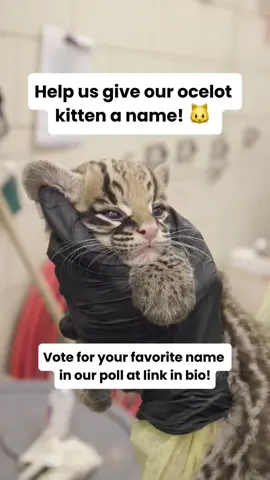 As our male ocelot kitten continues to get comfortable with his new habitat, it’s about time we give him a name — and we’re asking our Buffalo Zoo community to help out! 😸 Our animal care team has chosen five name options for our ocelot kitten, and now, anyone can vote for their favorite in our online poll to decide what his name will be! The five options are: 🐱 Paulo 🐱 Bruno 🐱 Copal 🐱 Kusi 🐱 Luciano (Luca) Voting is now open and will close at 11:59 p.m. on Monday, Aug. 11, with the winning name being officially announced the next day, Aug. 12. 🗳️ Cast your vote at the link in our bio! #Kitten #Cat #Animals #CuteAnimals #CatVideo #BuffaloNY #BuffaloZoo 