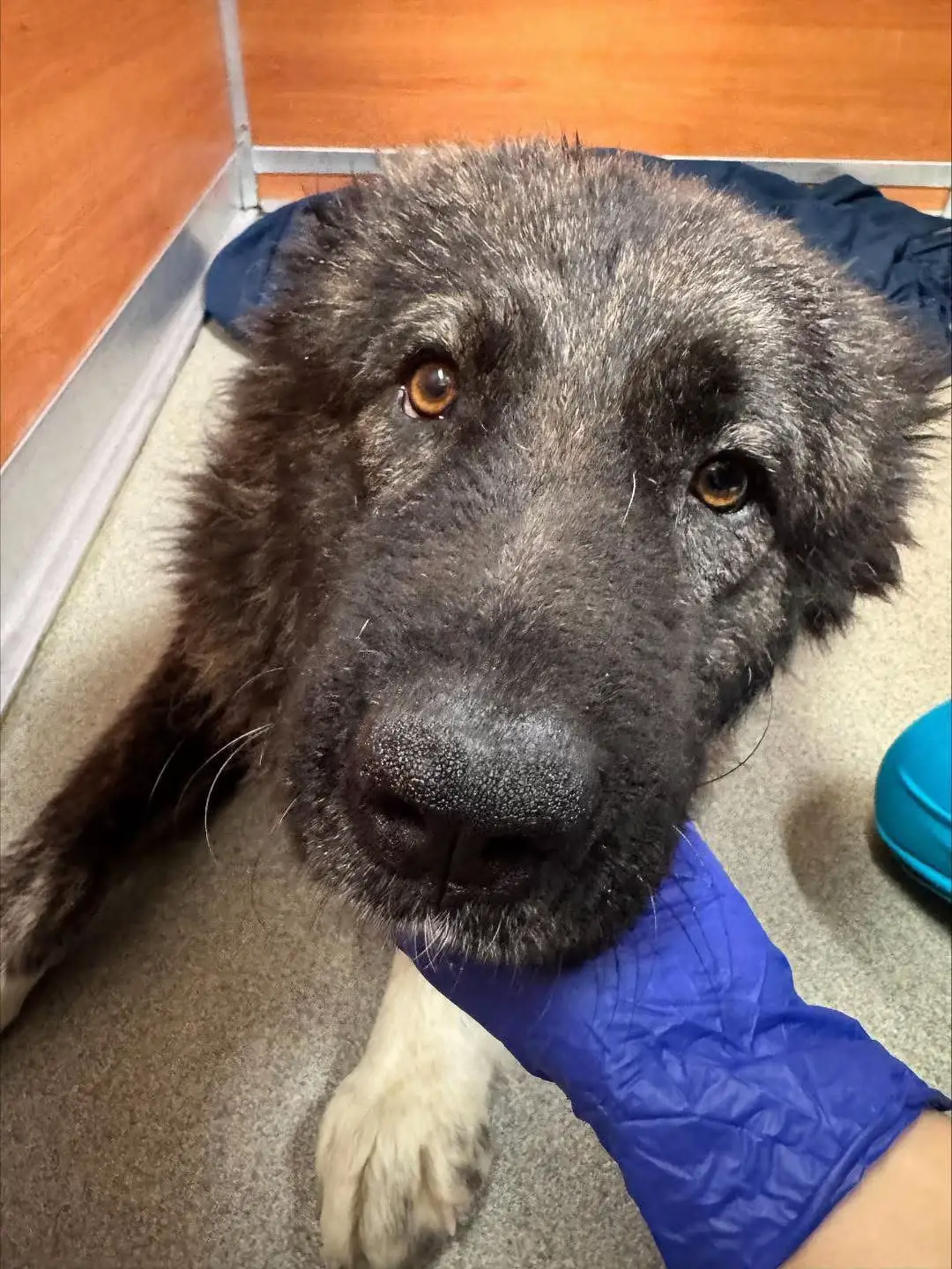 DEADLINE 🚨🚨MIAMI FLShaggy #A2715027 needs rescue help asap due out 08/08/25 has chip pet qualifies for sun program under category d2 Blindness and lack of auditory response. Otitis externa Inhibited gait and inability to extend rear legs. Underconditioned with moderate muscle wasting. Sacroiliac fracture/dislocation Needs to go to private clinic for further diagnostic and treatment. 🚨‼️Miami Dade Animal Service