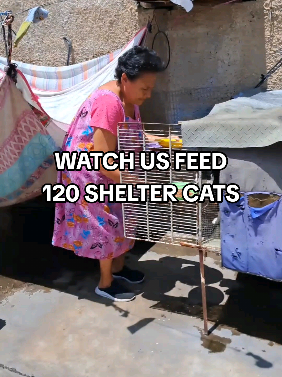 🥘 DOG AND CAT FOOD will always be our number one need. Without the ability to feed our animals across 20 shelters in 5 countries, we cannot rescue the ones still waiting for help. Every month becomes more and more challenging. Please consider supporting our rescue efforts. Every animal deserves a full belly. ➡️ Please see the 