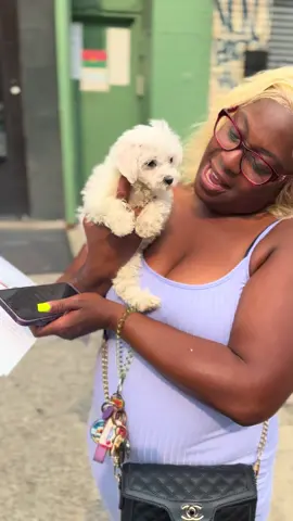 Toy matipoo sold to another satisfied customer #NewYorkPuppies #adoptpuppies #PuppyLifeNY #PuppiesForSaleNY #BrooklynDogs #NYCDoodlePuppies #FureverHomeNYC #Maltipoo ##