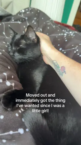 Creds to the first girl who did this I saw on my FYP. Tag her if u know who I’m talking about I can’t remember :( #cat #blackcat #adopted #void #catadoption 
