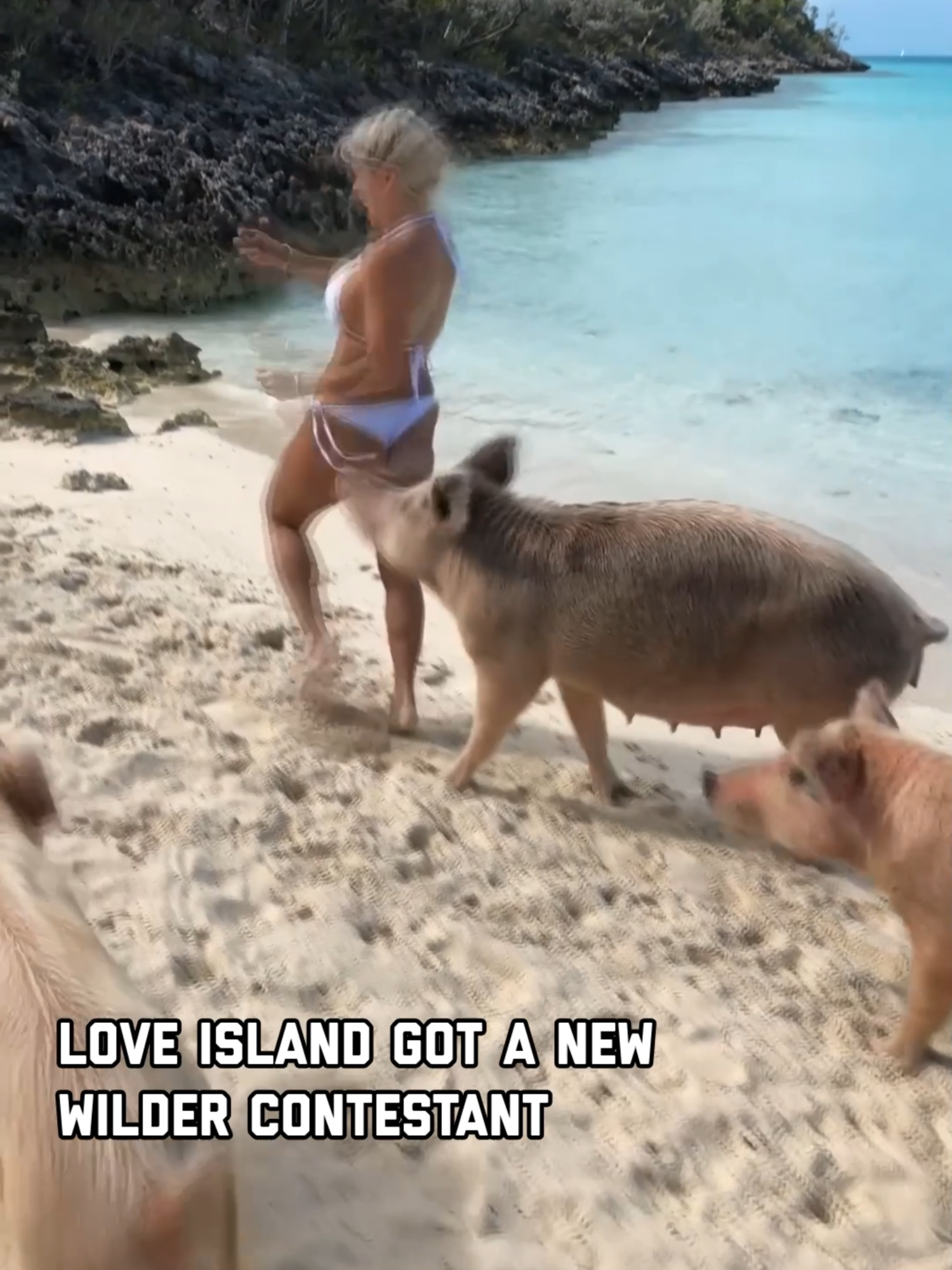 Pig bites butts, Love Island breaks hearts, pick your poison #LoveIsland #LoveIslandUSA #Loveisland2025