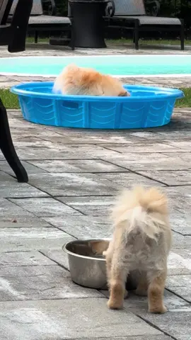 Afternoon dip for Darla #pomeranian #funnypetvideos #dogsoftiktok #pompom #swimmingdog 