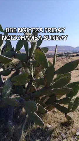 #taxidriver #zulu #zulunation🇿🇦🇿🇦❤❤🤗 #taxidriver#couple #nkandla 