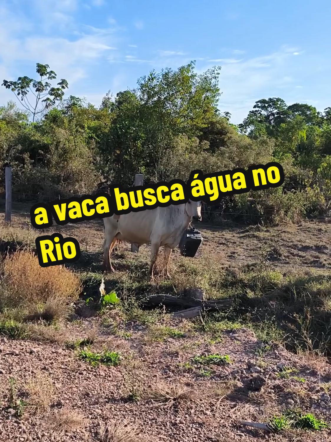 no mato grosso as vacas busca água no rio#matogrosso #agua #rio #seco #vaca 