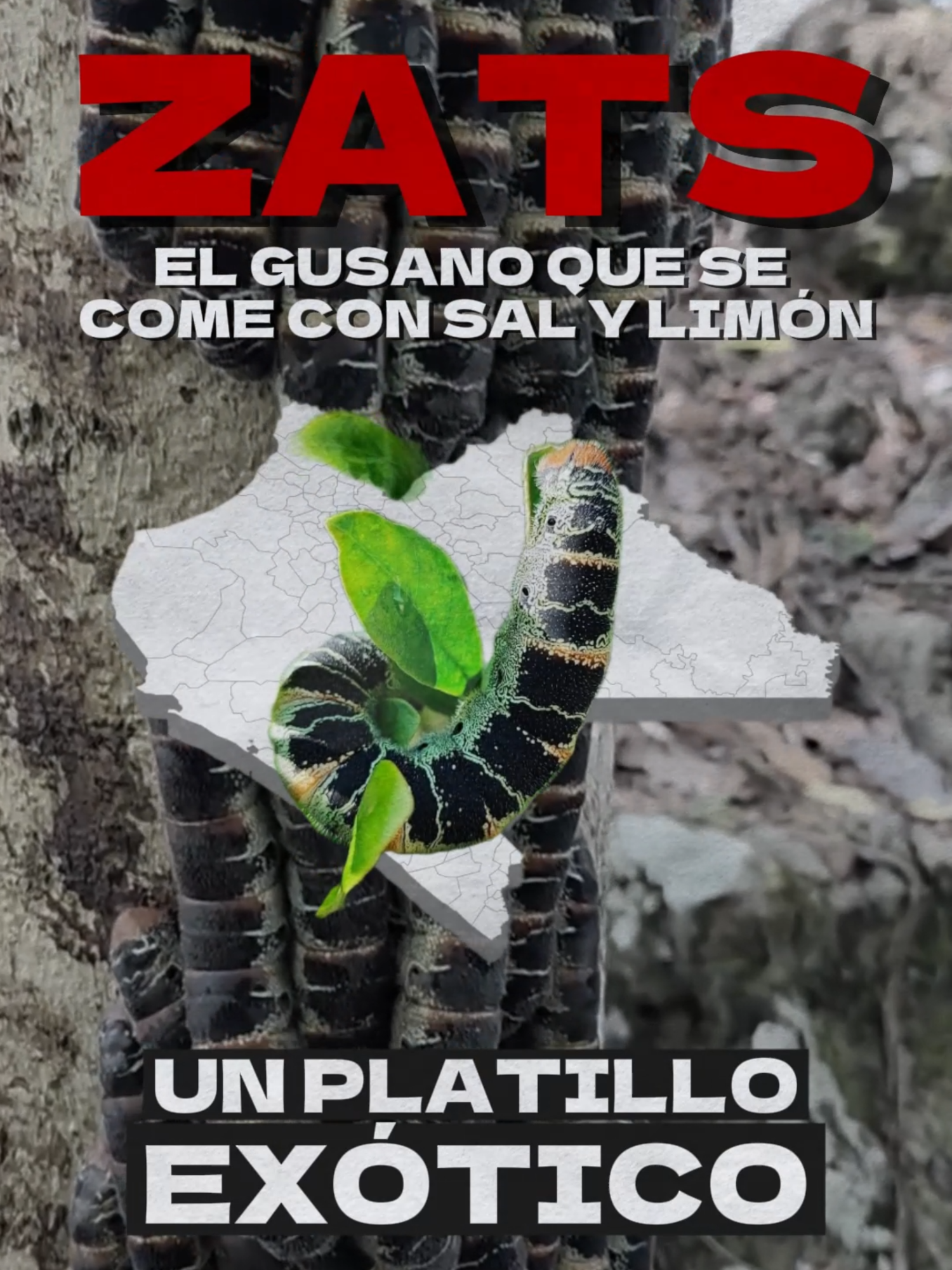 El Zats es un gusano muy cotizado en Chiapas; se come cocido, y se le agrega sal y limón, ¡Es riquísimo!, en los meses de julio y agosto se recolectan #NoticiaAlMomento #TuDiarioVivir #CuartoPoderMX #Chiapas #México
