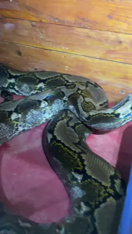 Ada yang mau makan bareng jum ga ?😁😁 . . #reticulatedpython #python #pythonidae #reptiles #reptile #reptiletiktok #malang #malanghits #malang24jam #malangterkini #singosari #singosarimalang #singosari24jam #singosarihits 