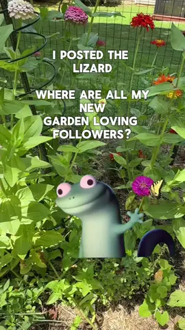 Follow if you want to learn how to garden from a gardening consultant 🪴🌺 #lizardtemplate #gardentok #organicgardening #gardening101 #CapCut 