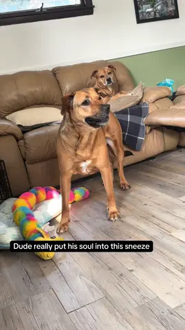 That’s one way to do it #dog #funny #funnyanimal #dogs