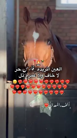 لا خاف ولا عمره ذل 🙂‍↔️🔥، #بنيتِ_معدان🔥🦌📌 #المعدانيه #المهره_الاصيله #سرتنا_سرت_ليبيا💚🌻 #سرتنا_سرت_ليبيا💚🌻🔥🦅💚 