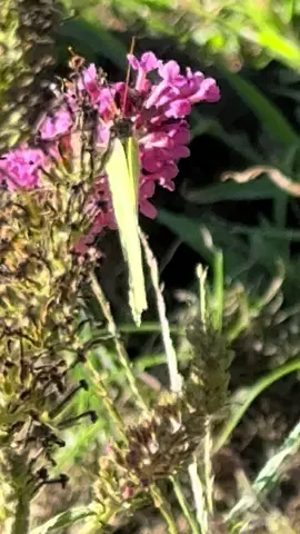 My yard is my sanctuary #nature #butterfly #butterflies #monarch 