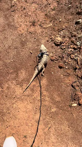 AJ on the move #beardeddragon 