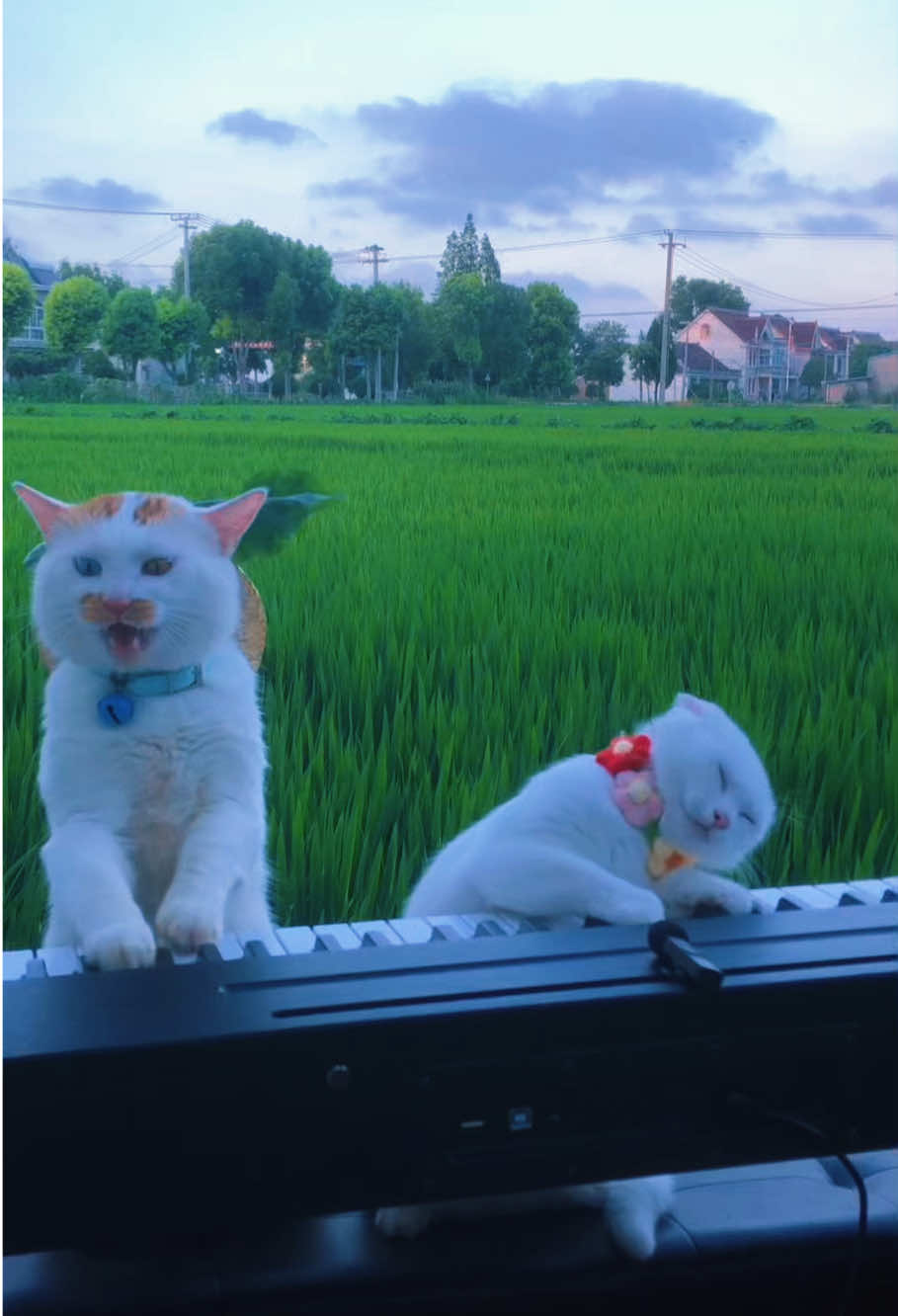 Beethoven scares Alice 🫣🎹#foryou #cat #catsoftiktok #cute #wedding 