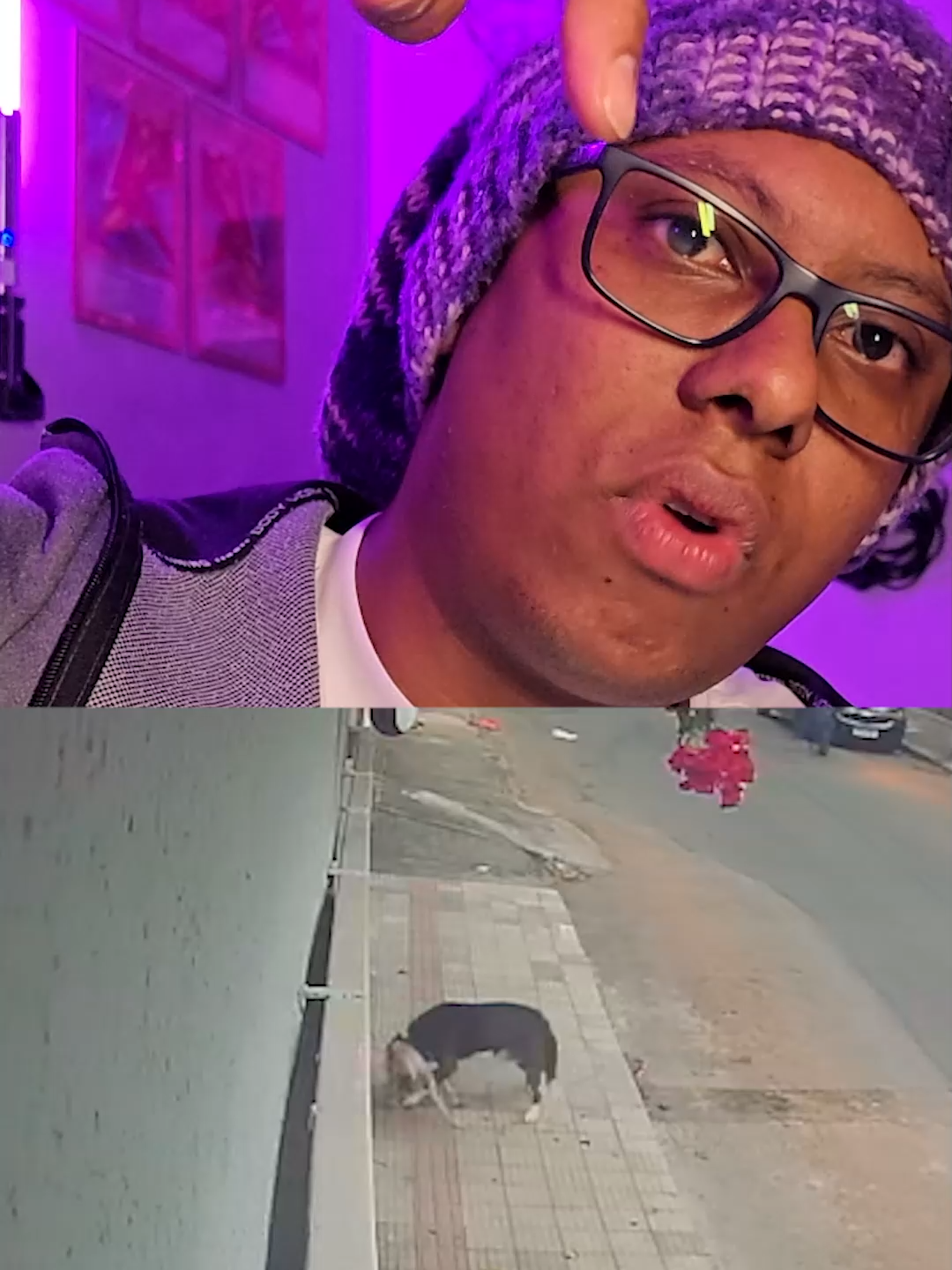 Meu cachorro foi quase morto por cão bravo solto na rua