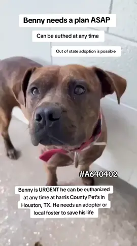 ‼️ URGENT ‼️  Benny is on the urgent list for euthanasia ☠️ at any time ⏰️ at harris County Pet's shelter in Houston texas. Benny needs an adopter or local foster to save his life ‼️  If you are local please consider fostering it's free and temporary and you would be saving a precious life 🙏❤️🙏 Name . Benny  ID #A640402 Out of state adoption is possible.  If you can foster or adopt please apply @Rescue Dog Army or @savinghoustonspets application in their Bio ASAP  Please message me if you have any questions  📍Address  Harris County Pet's shelter  612 Canino Rd in Houston texas  #fosteringsaveslives #fyp #adoptdontshop #savealife #foster #rescue #adopt #urgentshelterdogs 