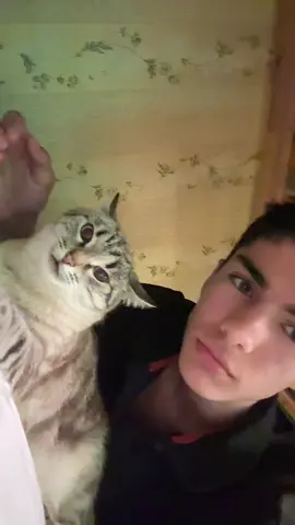 angry cat #кошка #cat #fyp 