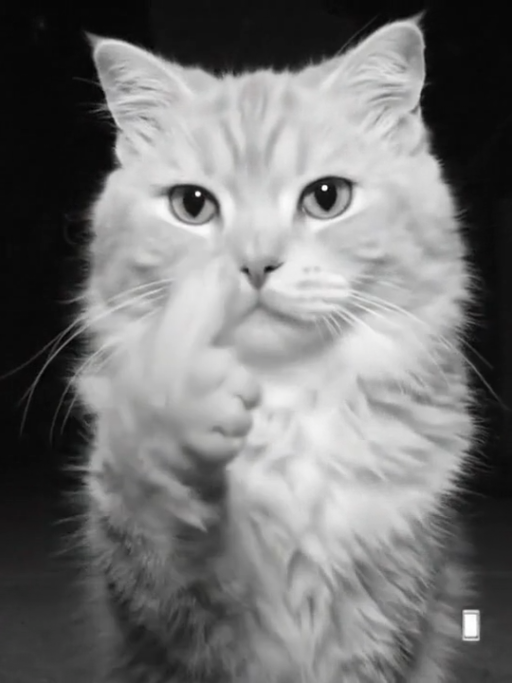 #cat #ai #catmeme #videoviral #catdance #viral #xuhuong 