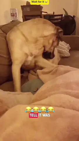 😂😂😂 #voiceover #PetsOfTikTok #dogsoftiktok #catsoftiktok #fouryou 
